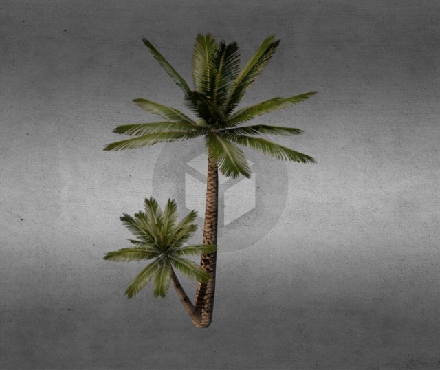 palm v2 Modelo 3D .c4d .max .obj .3ds .fbx .stl .blend