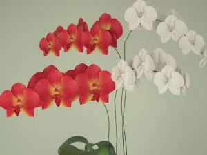orchid in a flowerpot 3D Model