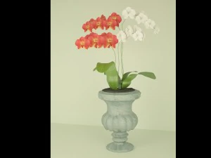 orchid in a flowerpot 3D Model