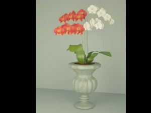 orchid in a flowerpot 3D Model