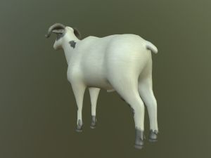 sheep 3D Model