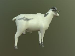 sheep 3D Model