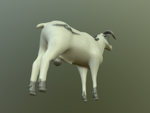 sheep 3D Model