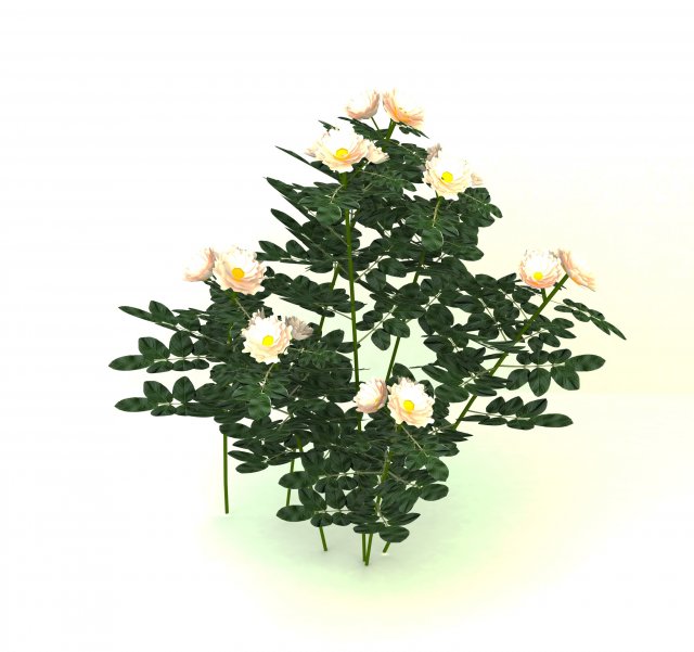 white rose 3Dモデル .c4d .max .obj .3ds .fbx .stl .blend 