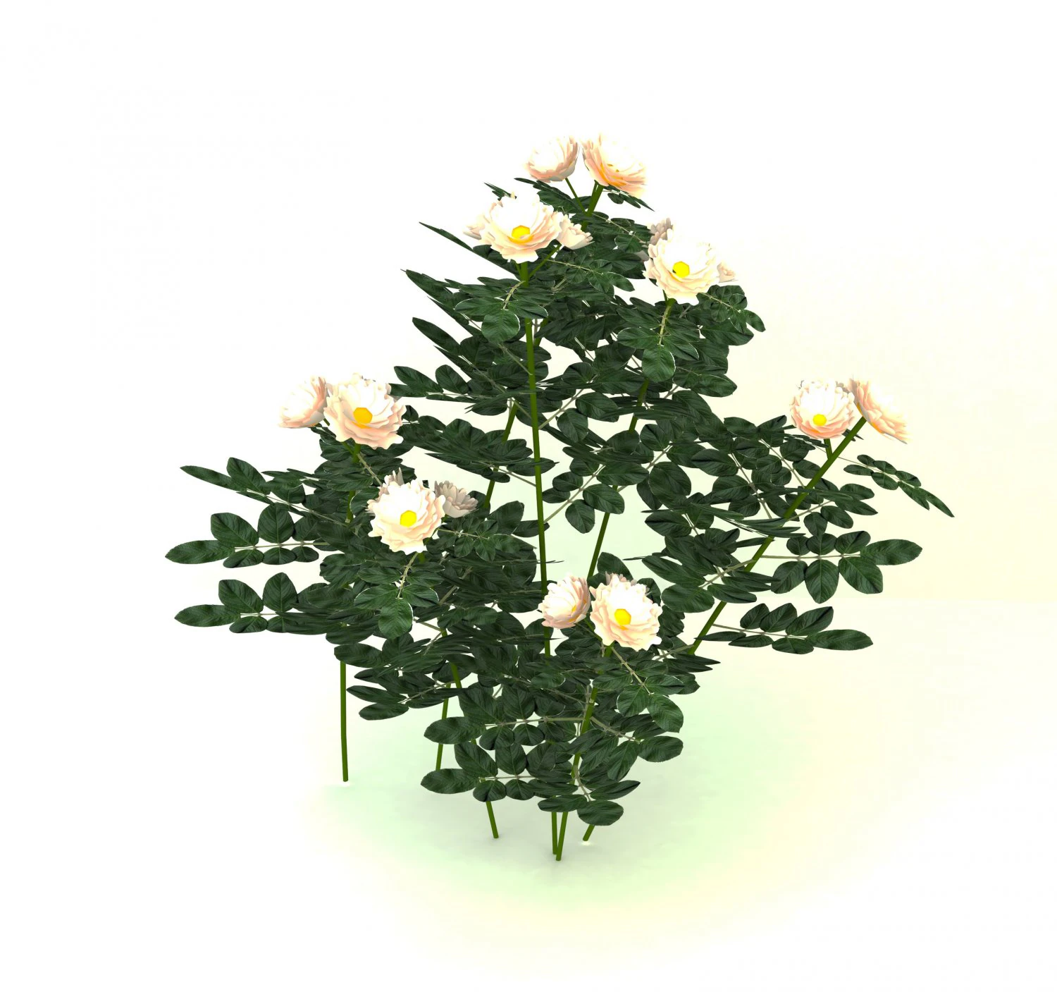 white rose 3D Model .c4d .max .obj .3ds .fbx .stl .blend 