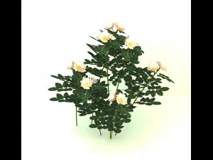 rose blanche Modèle 3D