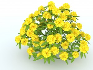 rhododendron 3D Model