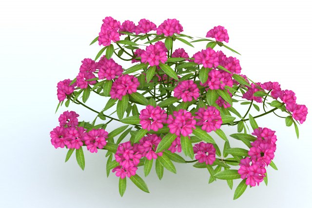 rhododendron 3D Model .c4d .max .obj .3ds .fbx .stl .blend 