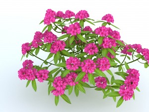 rhododendron 3D Model