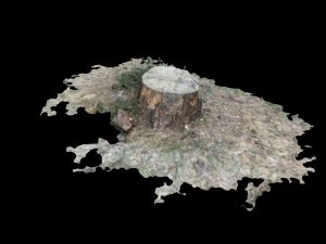 tree 3D Model