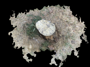tree 3D Model