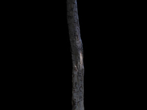 tree 3D Модель