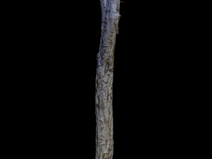 tree 3D Модель