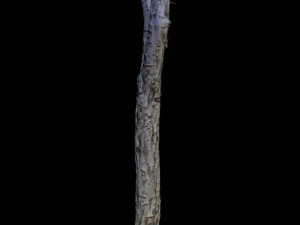 tree 3D Model