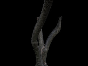 tree 3D-Modell