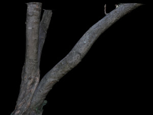 tree 3D Modell
