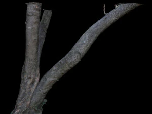 tree 3D Model