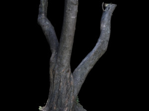 tree 3D Modell