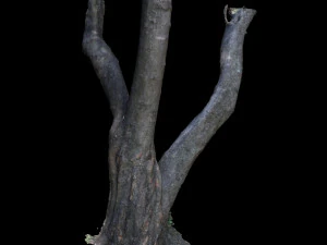 tree 3D Model