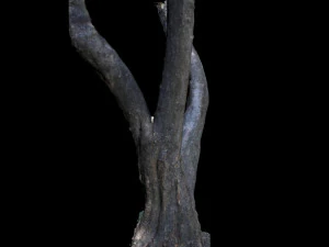 tree 3D Model
