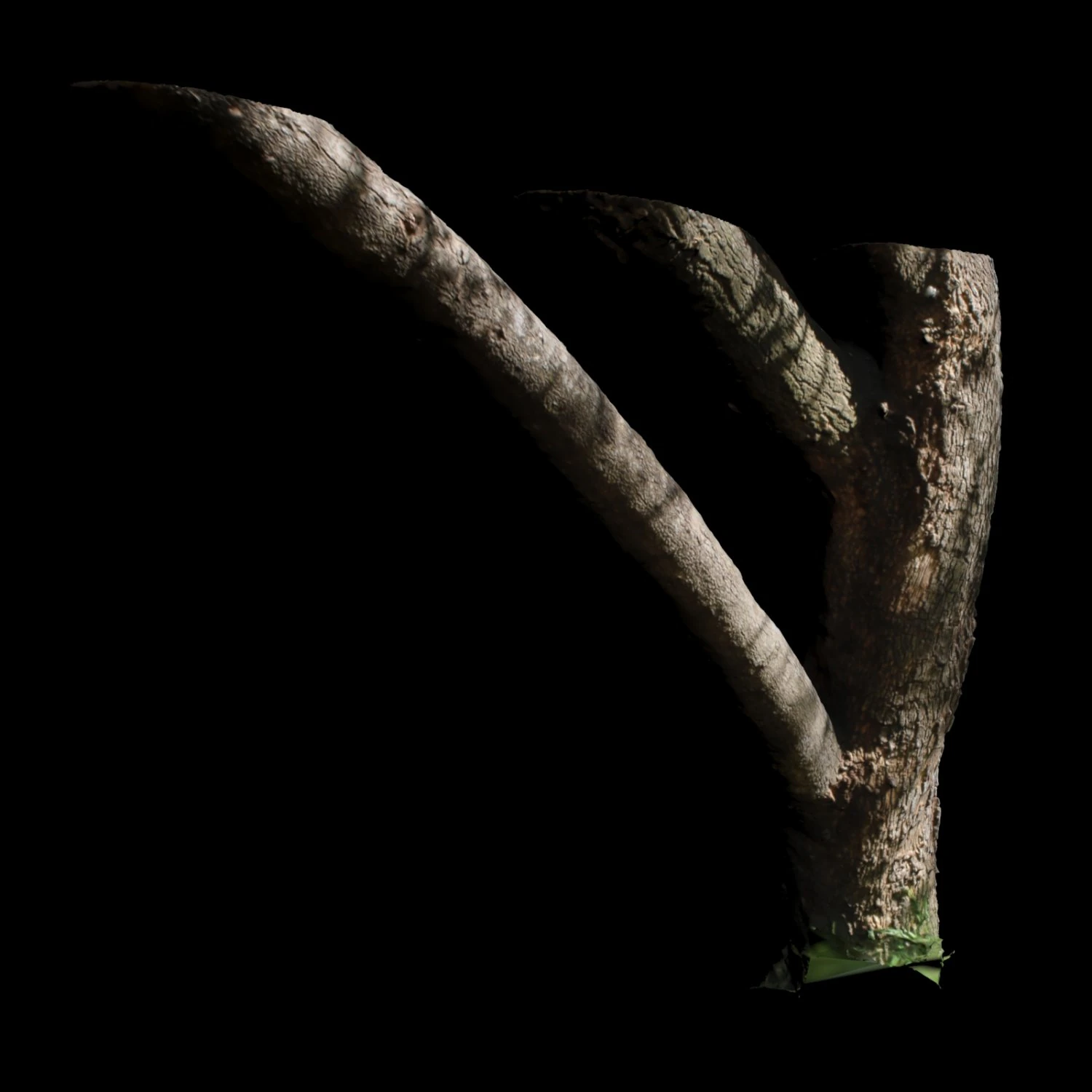 tree 3D Model .c4d .max .obj .3ds .fbx .stl .blend 