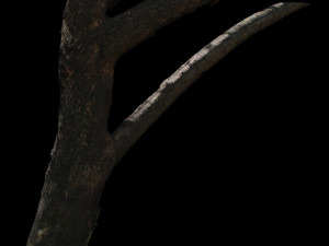 tree Model 3D