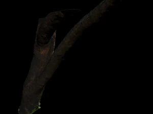 tree 3D Model