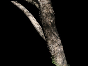 tree Model 3D