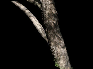 tree 3D Model