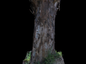 tree 3D Model