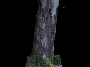 tree Modèle 3D
