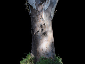 tree Modèle 3D