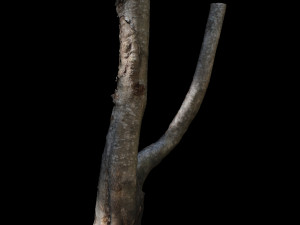 tree 3D-Modell