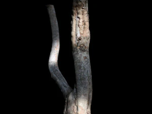 tree 3D Model