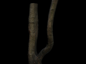 tree 3D मॉडल