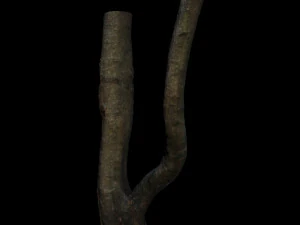 tree 3D Model