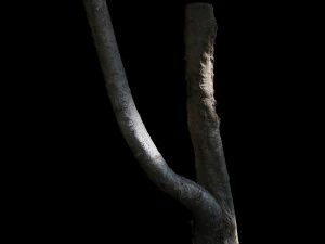 tree 3D Model