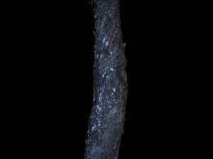tree 3D Модель