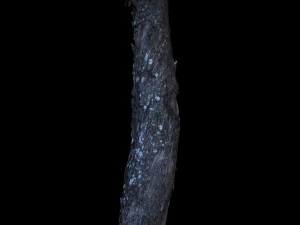 tree 3D Model
