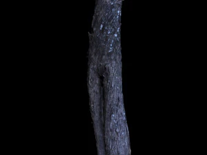 tree 3D Model
