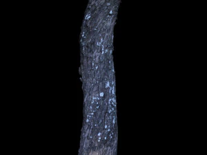 tree 3D Model