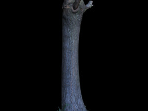 tree 3D Model