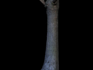 tree 3D Model
