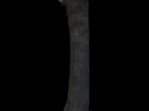 tree 3D Model
