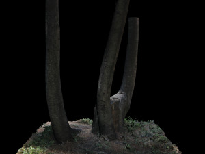 tree 3D Модель