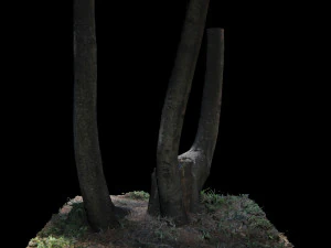 tree 3D Model