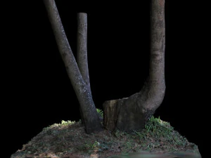 Baum 3D Modell