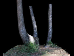 tree 3D Model