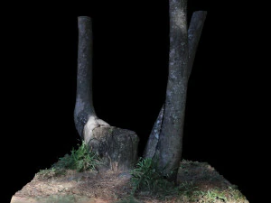 tree 3D Model