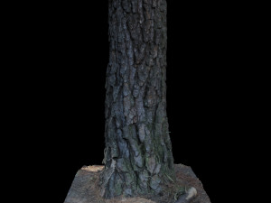 tree 3D Model